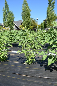 plantside