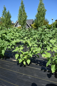 plantside