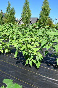 plantside
