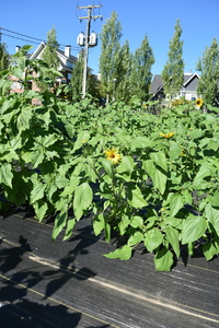 plantside