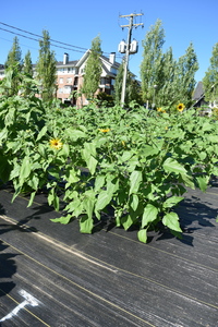 plantside