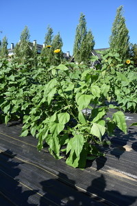 plantside