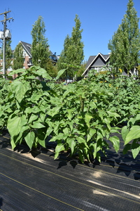 plantside