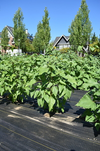 plantside