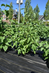 plantside