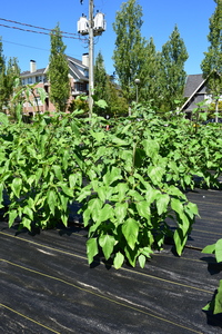 plantside