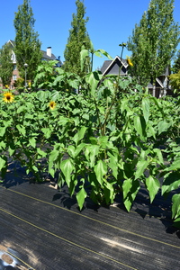 plantside