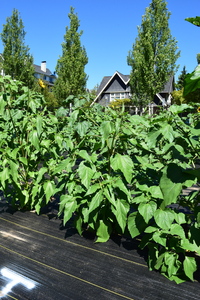 plantside