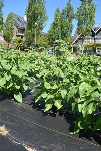 plantside