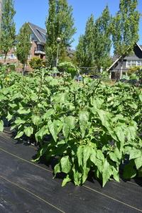 plantside