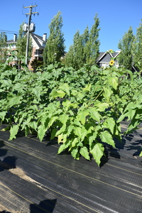 plantside