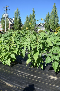 plantside