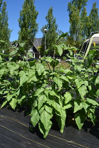 plantside