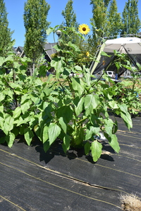 plantside
