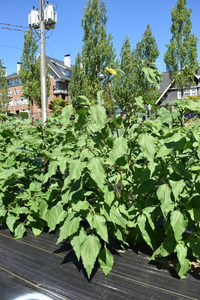 plantside