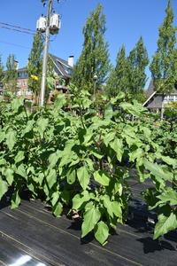 plantside