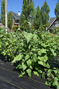 plantside