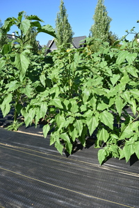plantside
