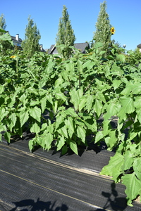 plantside