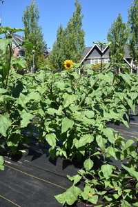plantside
