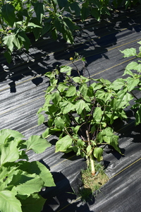 plantside