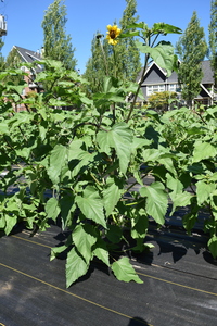 plantside