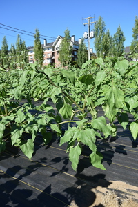 plantside