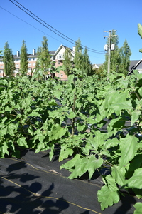 plantside