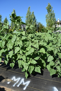 plantside