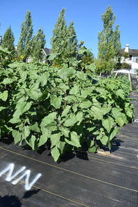 plantside