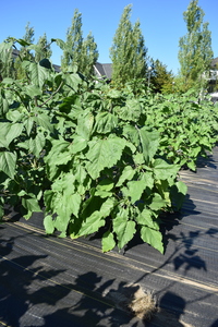 plantside