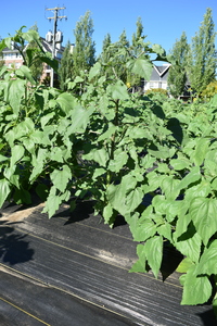 plantside