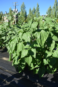plantside