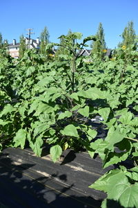 plantside