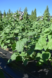plantside