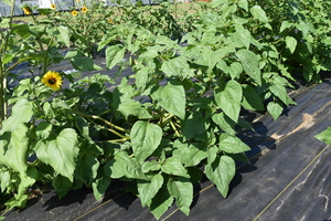 plantside