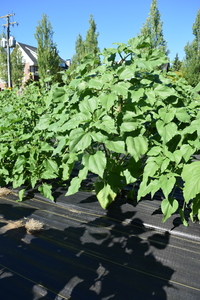 plantside