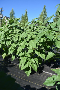 plantside