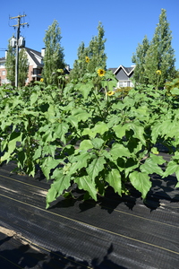 plantside
