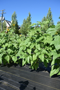 plantside