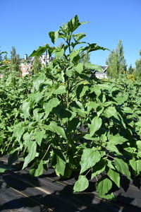 plantside
