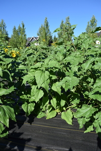 plantside