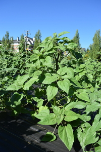 plantside