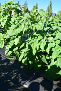 plantside