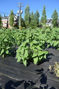 plantside
