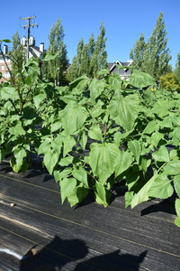 plantside