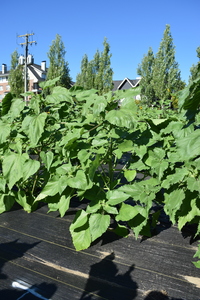 plantside