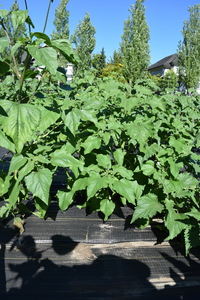 plantside