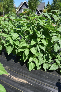 plantside