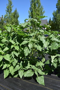 plantside
